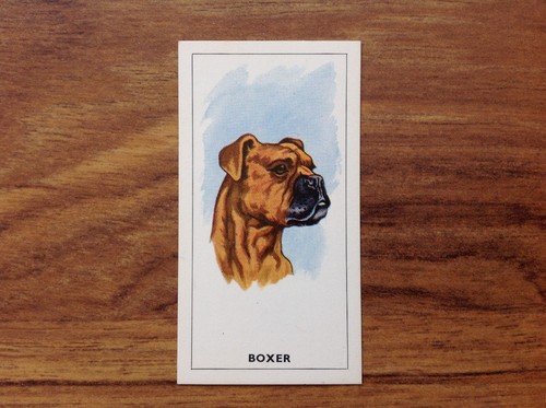Tea dogs heads - card,