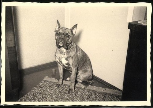 Photograph dog boxer sitting