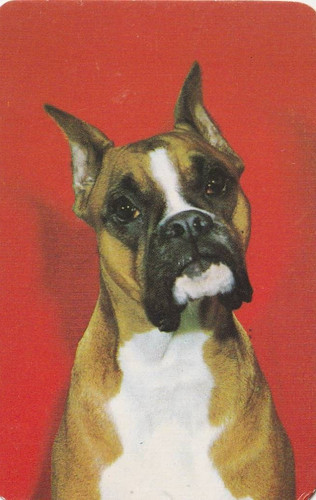 Boxer dog 1970 blank back - 1970's,