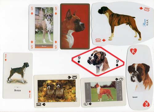 Boxer dog collection - dog,