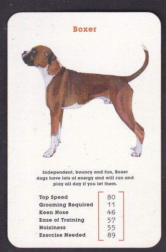 Boxer dog art - dog, polly