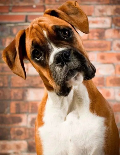 Boxer dog cross - boxer,