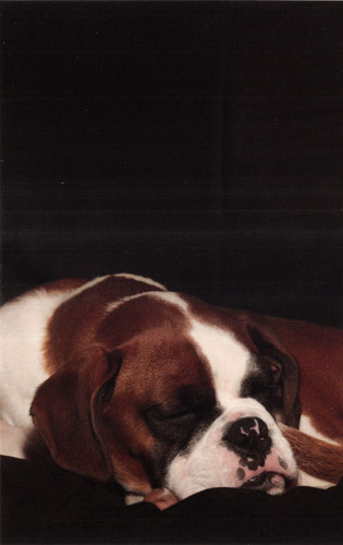 Dog postcard boxer - ,