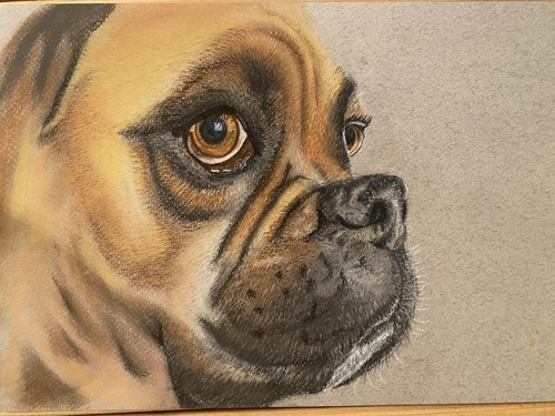 Pastel pencil boxer - boxer, hand