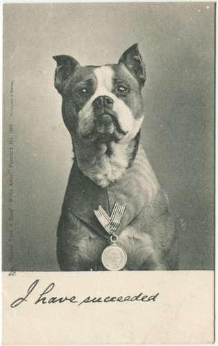 Boxer dog have succeeded - i,