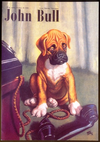 Modern postcard boxer dog - boxer,