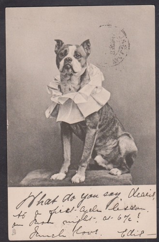 1903 postcard boxer dog - postcard,