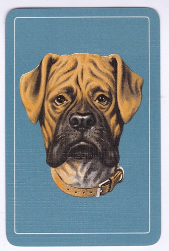 Boxer dog single - boxer,