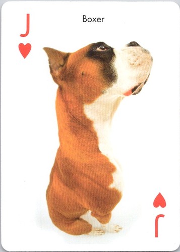 Modern boxer dog the - dog,