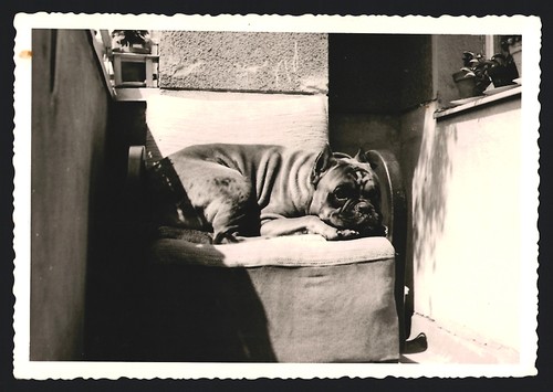 Photograph dog boxer resting - photograph,