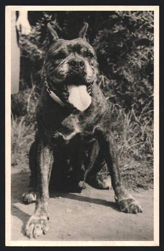 Photograph dog boxer - photograph, with