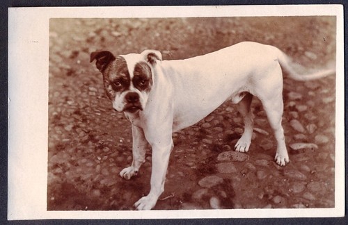 Boxer dog pre - dog., pre-1914