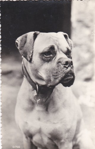 Dog portrait boxer - dog, portrait.