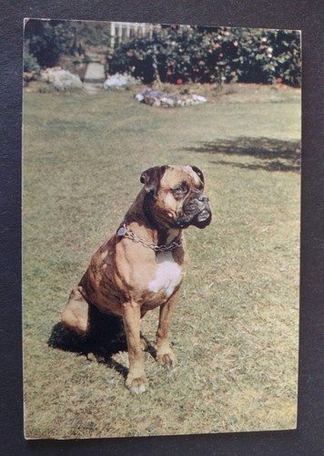 Modern larger sized dog - modern,