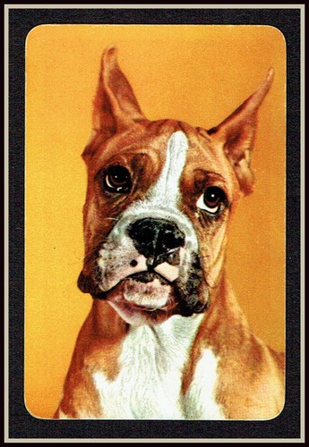 453 vintage dog art the - vintage, boxer