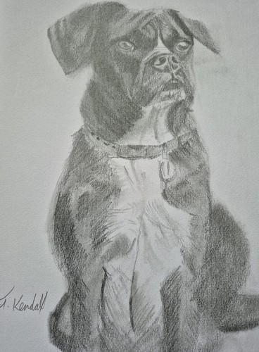 Boxer dog drawing pencil - boxer,