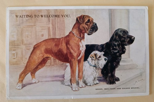 Mabel gear dog - gear, postcard