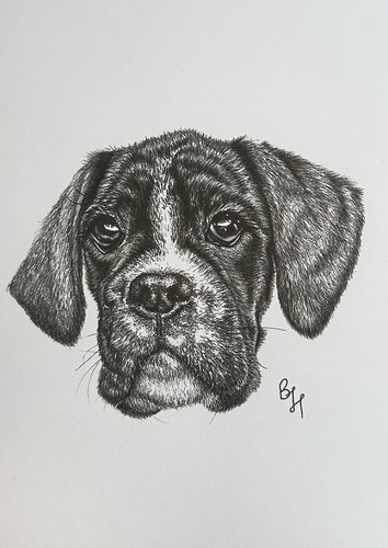 Boxer dog print - dog,