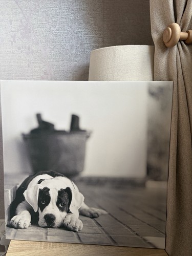 Boxer dog wall - boxer,